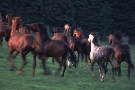 j'aime tro les chevo